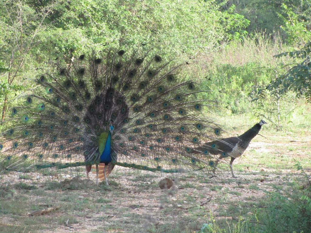 Peacock Land Ξενοδοχείο Tangalle Εξωτερικό φωτογραφία